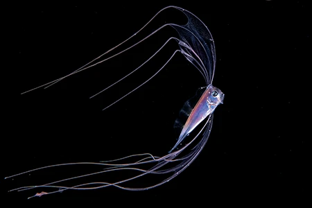 tripodfish