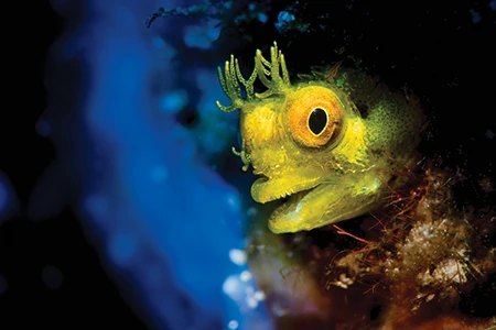 Roughhead blennies