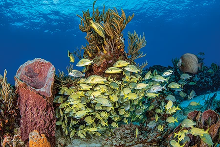 Grunts, snappers, and even small fish like blennies find shelter in the calm.