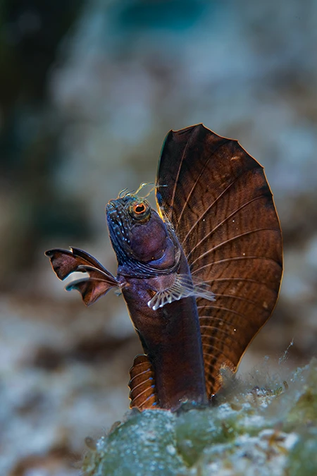 Sailfin blennies