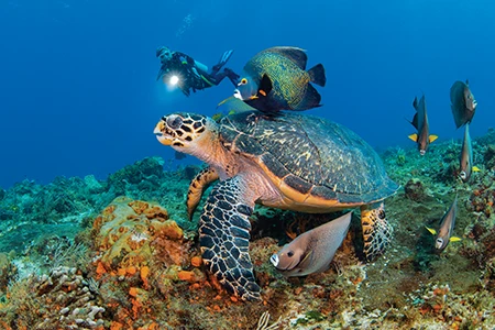 Endangered hawksbill sea turtle with diver in the background.