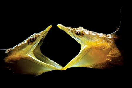 Two yellowface pikeblennies face off nose-to-nose.