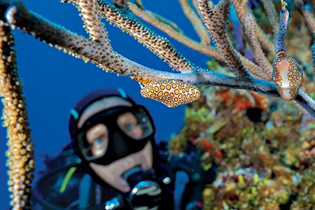A diver gets a closer look at a feeding flamingo tongue snail.