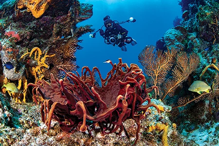 A diver photographs a large, unusual-looking sponge at Palancar Bricks.