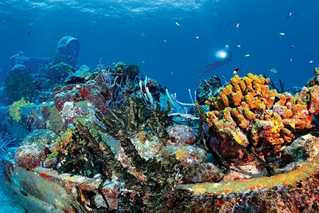 Gladys hovers effortlessly over one of the sponge- and coral-encrusted wrecks at Two Boats.