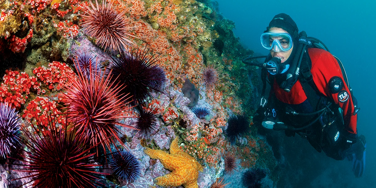 Diver next to coastal reef.