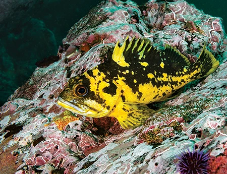 Black-and-yellow rockfish.