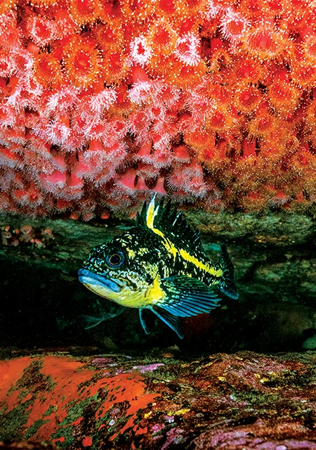A China rockfish hovers beneath a ledge covered with strawberry sea anemones. 