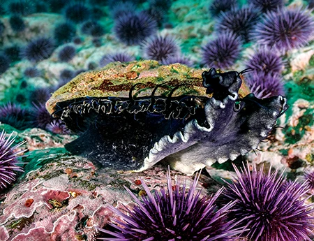 A red abalone rears up on its muscular foot, surrounded by purple sea urchins. 