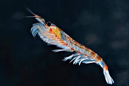 Antarctic krill (Euphausia superba)
