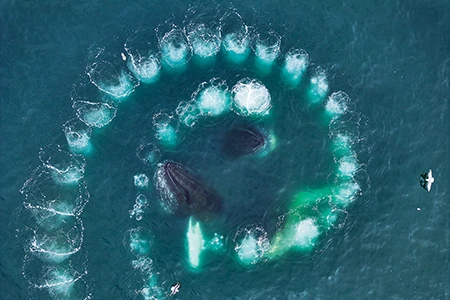 Humpback whales cooperate in a spectacular feeding strategy known as bubble-net feeding